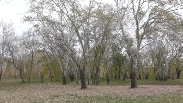 Herbst malt das südliche Ural — Stockvideo