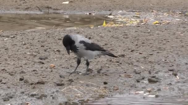 Graue Krähe (lat. corvus cornix) oder Kapuzenpullover — Stockvideo