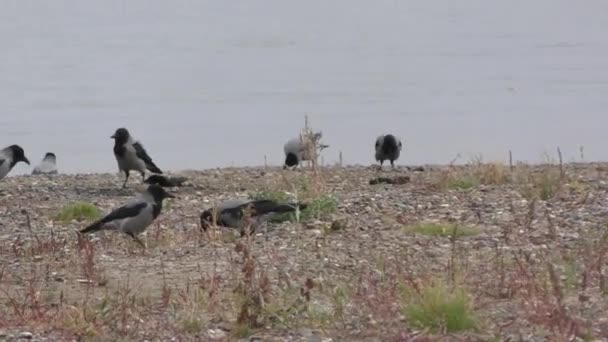 Grå kråka (Lat. Corvus cornix) eller Hoodie — Stockvideo