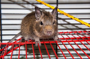 Degu türler küçük Güney Amerika kemirgen