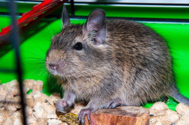 Degu türler küçük Güney Amerika kemirgen