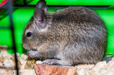 Degu türler küçük Güney Amerika kemirgen