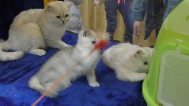 İngiliz cins yavru kedi
