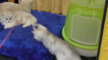 İngiliz cins yavru kedi