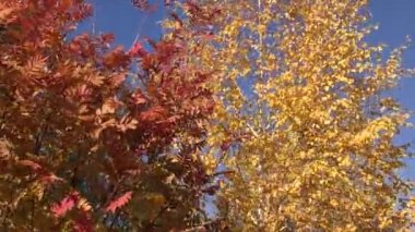 Sonbahar Güney Urallar boyalar