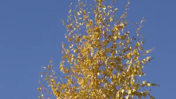 Sonbahar Güney Urallar boyalar — Stok video
