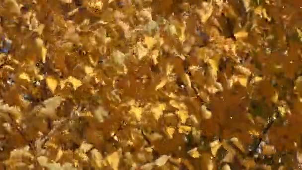 Otoño pinta los Urales del sur — Vídeo de stock