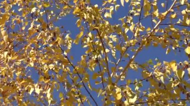 Sonbahar Güney Urallar rüzgarda