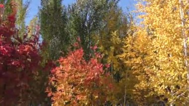 Sonbahar Güney Urallar rüzgarda