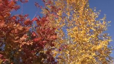 Sonbahar Güney Urallar rüzgarda