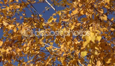 Sonbahar Güney Urallar rüzgarda