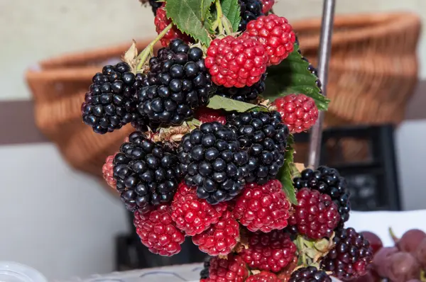 Beerengarten-Brombeere — Stockfoto