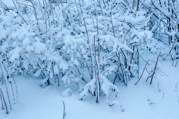 Träd i fluffig snö — Stockfoto