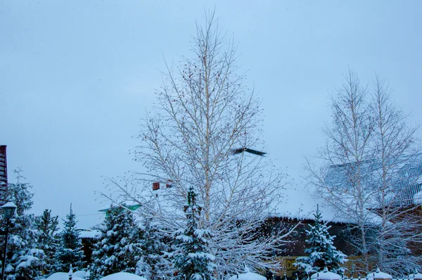 Árboles en la nieve esponjosa — Foto de Stock