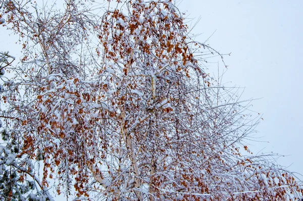 Arbres dans la neige duveteuse — Photo