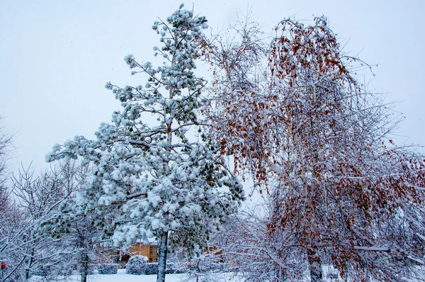 Träd i fluffig snö — Stockfoto