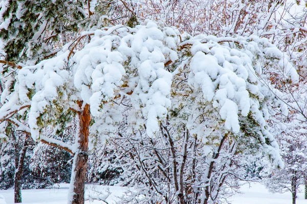 Arbres dans la neige duveteuse — Photo