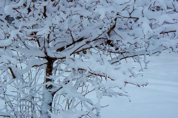 Stromy v nadýchané sněhu — Stock fotografie