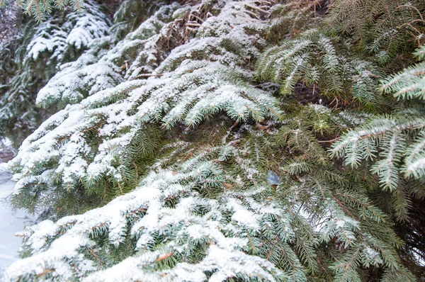Bäume im flauschigen Schnee — Stockfoto