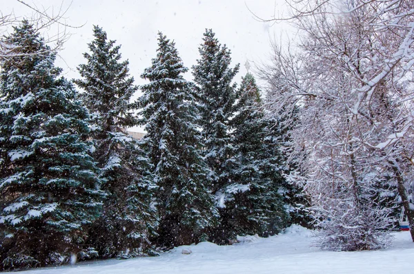 Stromy v nadýchané sněhu — Stock fotografie