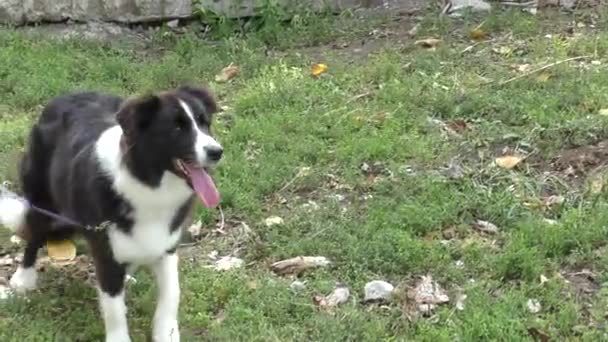 Köpek doğurmak kenar kömür ocağı — Stok video