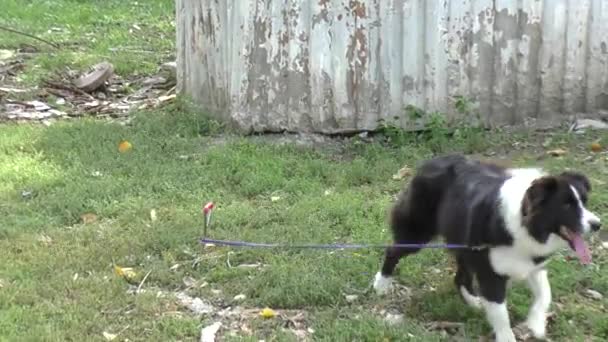 Köpek doğurmak kenar kömür ocağı — Stok video