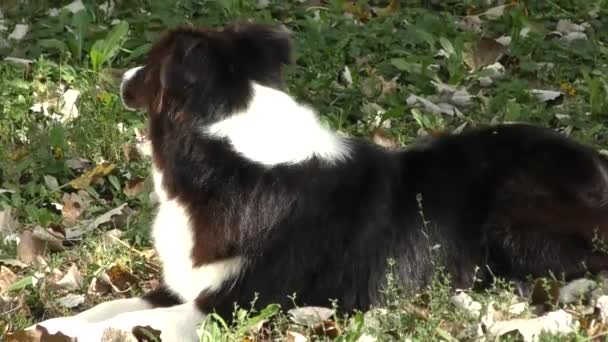 Raza de perro frontera collie — Vídeo de stock