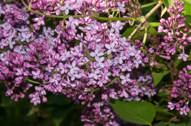 Bahar çiçek leylak