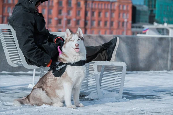 Άνδρας Και Χαριτωμένο Σιβηρίας Husky Σκυλί Κάθεται Καρέκλες Στο Πάρκο — Φωτογραφία Αρχείου