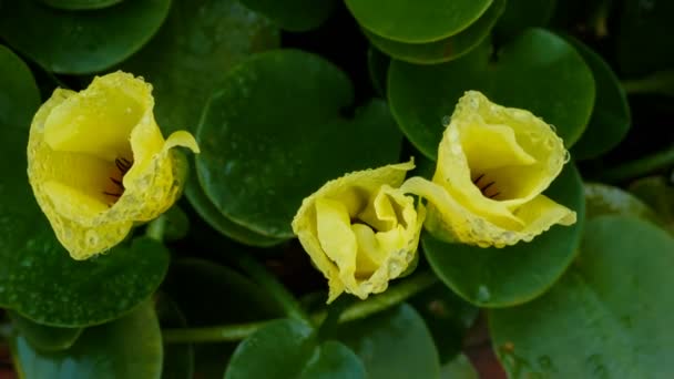 Time lapse shot de fleur de pavot d'eau floraison — Video