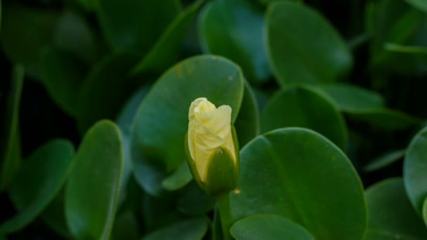 Time lapse shot of water poppy flower blooming — Stock Video