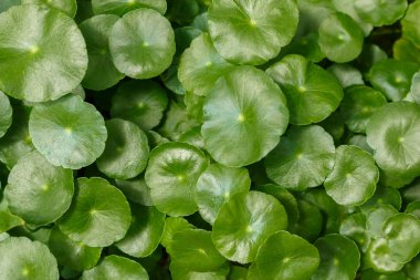 Centella yaprakları