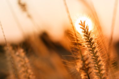 Sunse içinde çimen