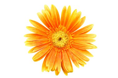 Beyaz arka plan üzerinde izole turuncu gerbera papatya çiçeği