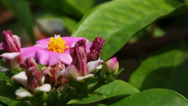 Macro shot of pink kalanchoe flowers — Stock Video