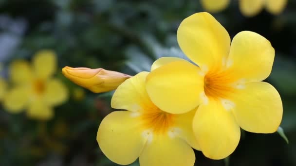 Primer plano de la flor de trompeta de oro (Allamanda cathartica ) — Vídeos de Stock