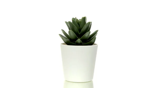 Green home plant in small pot rotating isolated on white background. Succulent — Stock Photo, Image