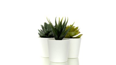 Beyaz arka planda dönen saksılarda çeşitli kaktüsler ve sulu bitkiler.