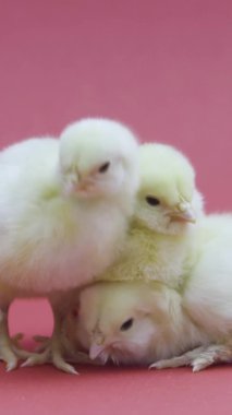 Dikey video Üç komik küçük tavuk. Yumuşak paskalya piliçleri. Çiftçilik. Pembe arkaplan