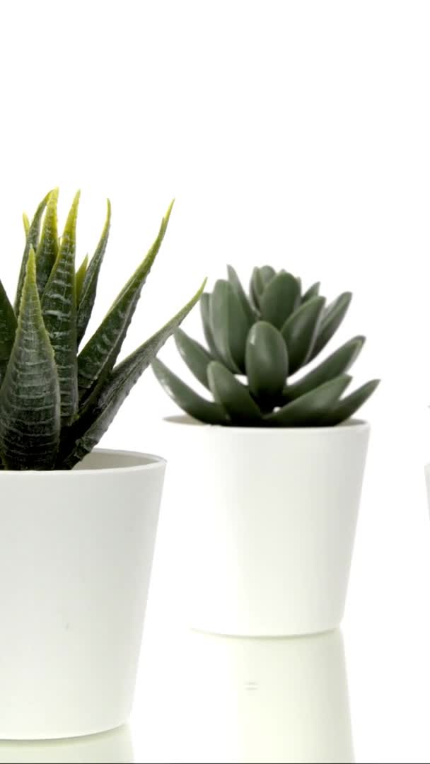 Vidéo verticale trois plantes succulentes artificielles dans des pots de fleurs tournant 360 isolé sur blanc — Video