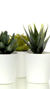 Beyaz arkaplanda dönen saksılarda çeşitli kaktüsler ve sulu bitkilerin dikey video seti