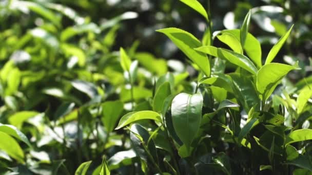 Young tea leaves swaying in wind slow motion at tea plantation in Sri Lanka — 비디오