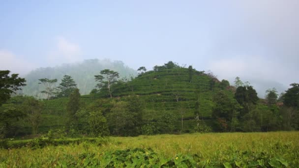 Λοφώδες έδαφος στο κέντρο της Σρι Λάνκα γραφικό λόφο terraced γεωργία σε Κεϋλάνη — Αρχείο Βίντεο