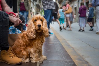 Yaşlı bir adam sokakta otururken bir İngiliz cocker spaniel tasmasını tutuyor.