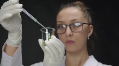 Araştırmacı, GDO bitkisinin test yaprağına pipetten sıvı kimyasal reaktör damlatıyor.