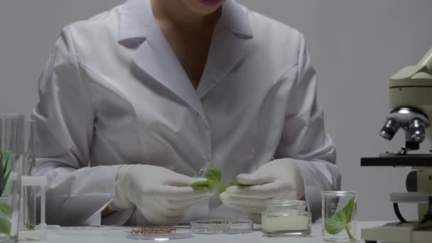 장갑을 사용하는 실험실 기술자가 녹색 잎사귀와 화장품을 개발하는 콩나물을 검사한다 — 비디오