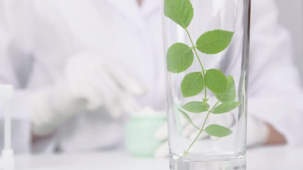 Yakın plan bitki bazlı cilt bakım ürünü geliştirme, bilim adamı test kremi — Stok video