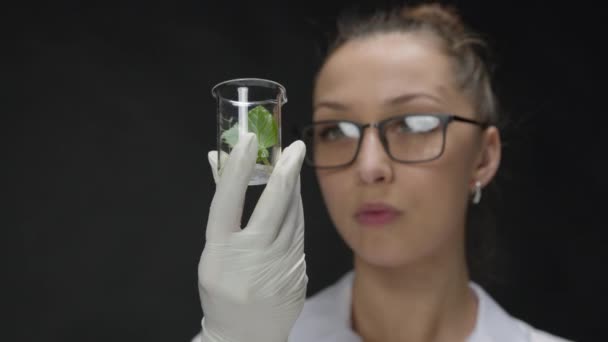Mikrobiolog droppar vätska från pipett på växtlöv, svart bakgrund — Stockvideo