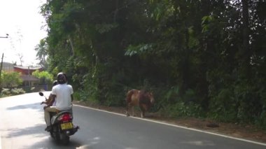 Unawatuna, Sri Lanka, 1.12.2020 - Motosikletliler mobiletle kırmızı ineğin yanından geçiyor