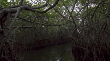 Sri Lanka 'daki mangrov ağaçları arasındaki nehir. Gelgit bölgesinde ekosistem